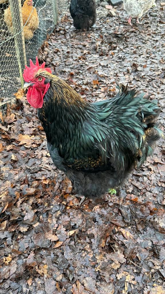 Zwarte Orpington haan, Dieren en Toebehoren, Pluimvee, Kip, Mannelijk