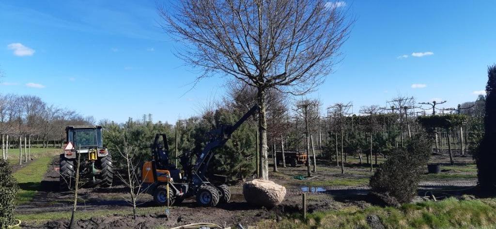 dakbomen en leibomen, Bloeit niet, Leiboom, 250 tot 400 cm, Ophalen