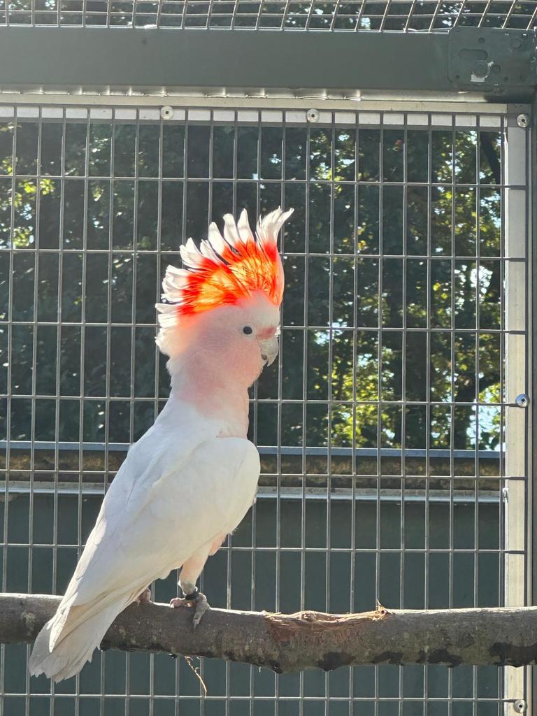 Inca kaketoe man van 2025, Dieren en Toebehoren, Vogels | Parkieten en Papegaaien, Mannelijk, Papegaai, Geringd