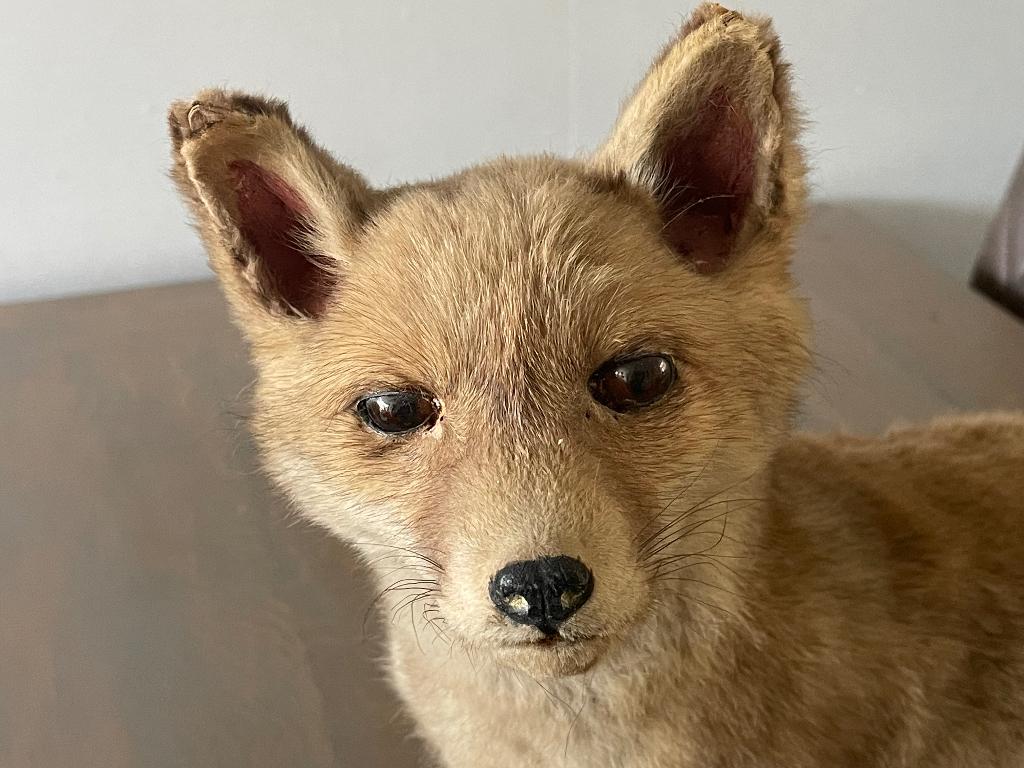 TAXIDERMIE / OPGEZET JONG VOSJE op boomstam - WD014, Verzamelen, Dierenverzamelingen, Zo goed als nieuw, Opgezet dier, Wild dier