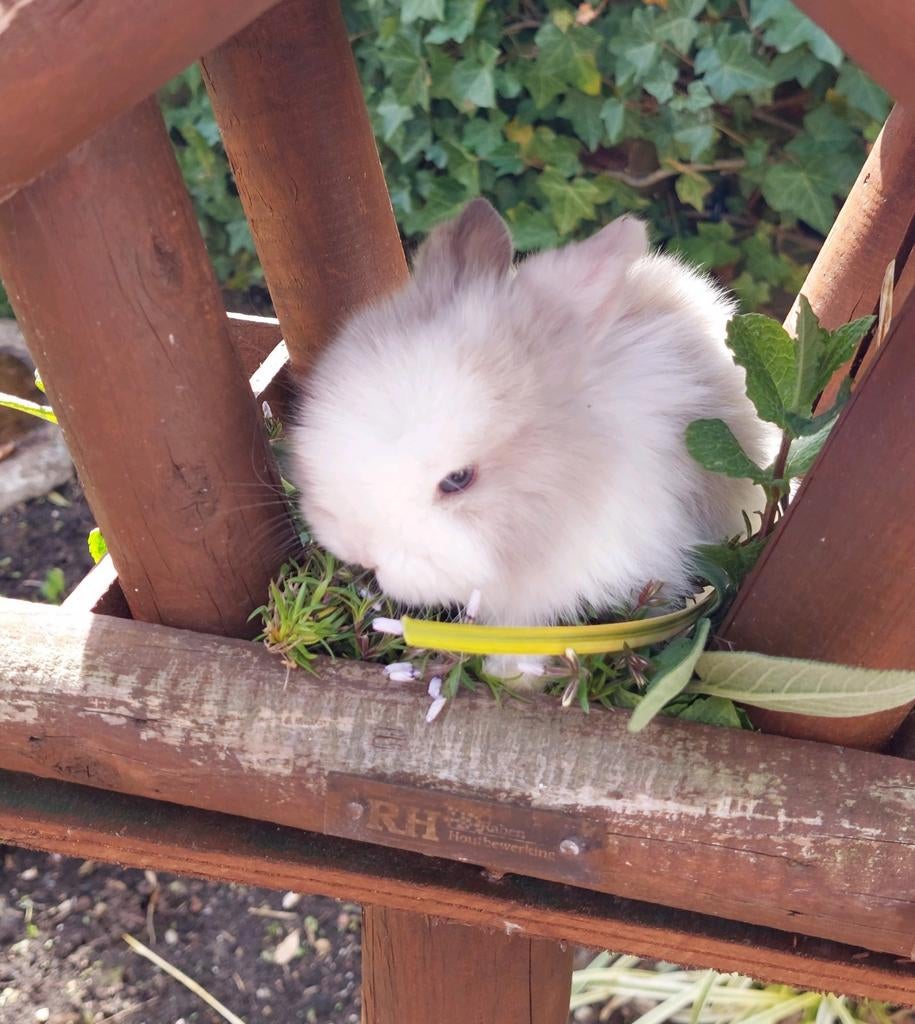 Te koop minilop rammetje, Dieren en Toebehoren, Konijnen, Meerdere dieren, Dwerg
