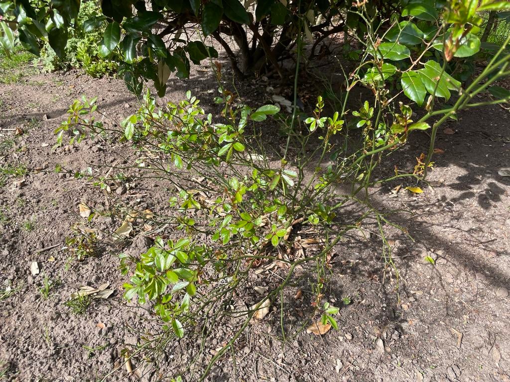 Fairy Roos - Charmante Rozenstruik, Tuin en Terras, Volle zon, Vaste plant, Zomer, Ophalen