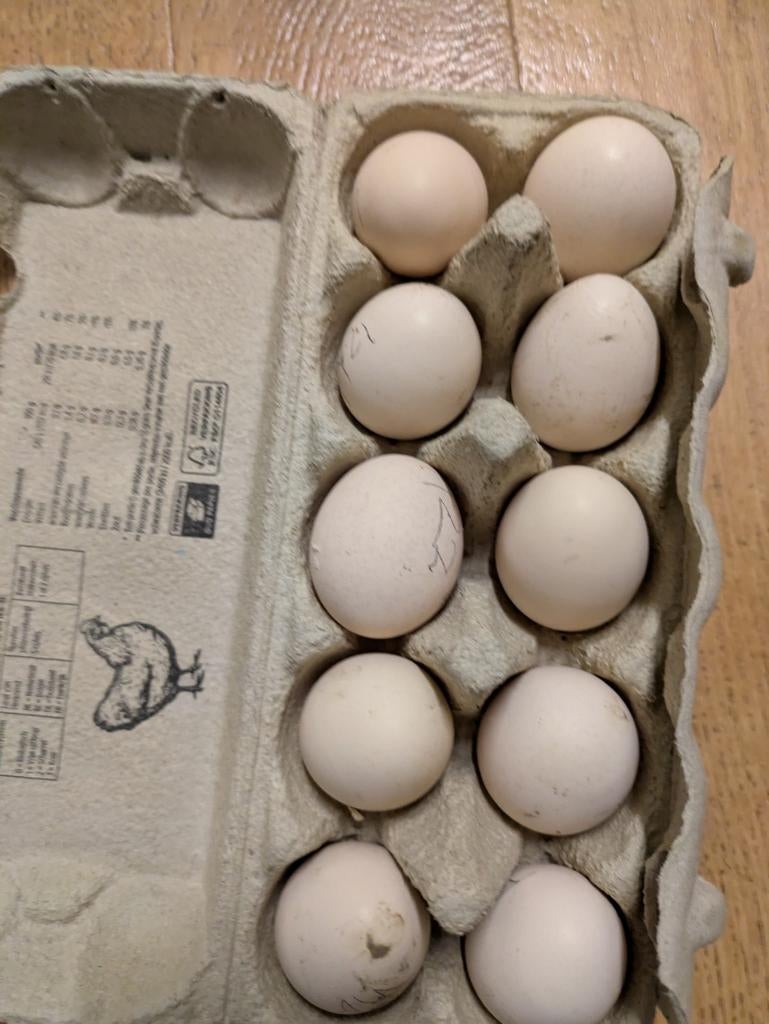 Broedeieren van wyandotte krielen, Dieren en Toebehoren, Pluimvee, Geslacht onbekend, Kip