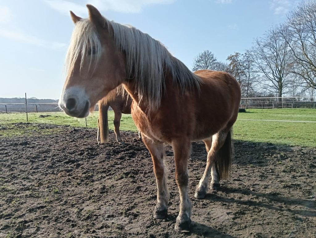 Ter lease aangeboden, haflinger merrie