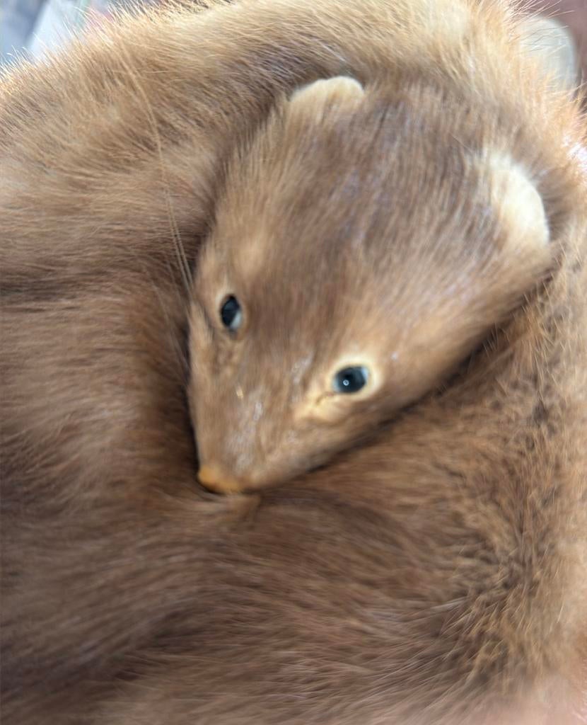 Nerts in zeer mooie staat de staart is een lus, Ophalen, Zo goed als nieuw, Beeldje of Figuurtje