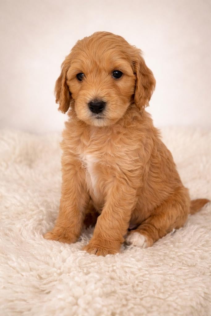 Labradoodle pup medium licht abrikoos, reutje, Dieren en Toebehoren, 8 tot 15 weken, Parvo, Meerdere, Meerdere dieren