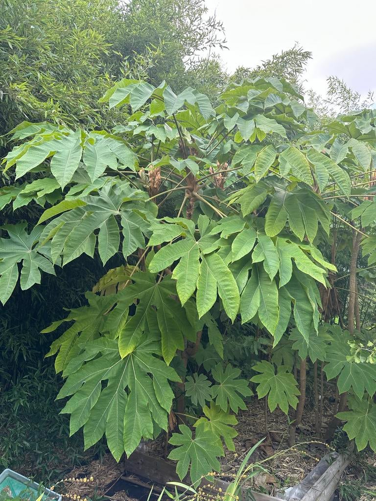 4 x Tetrapanax papyrifera Steroidal Giant - Rijstpapierplant, Ophalen, Herfst, Halfschaduw, Overige soorten