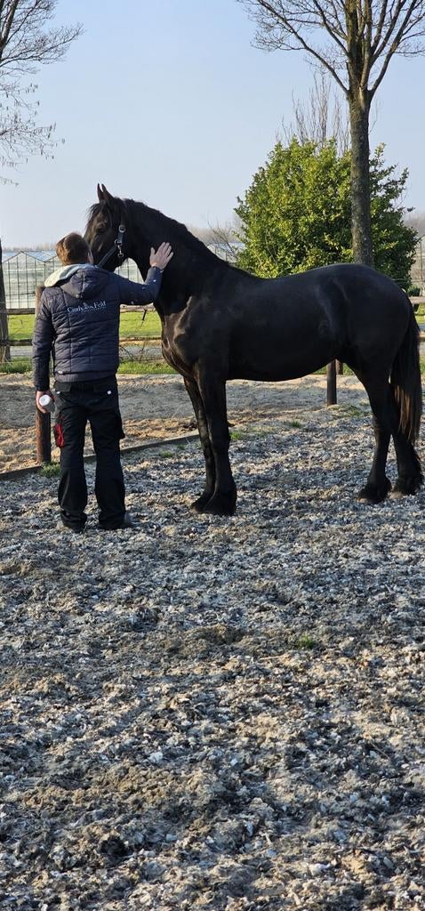 2 jarige hengst, Dieren en Toebehoren, Paarden, Hengst, Dressuurpaard, 0 tot 2 jaar