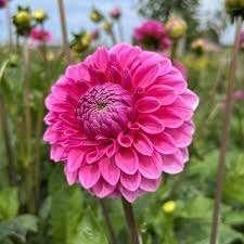 Dahlia, Ophalen of Verzenden, Voorjaar, Volle zon, Knol