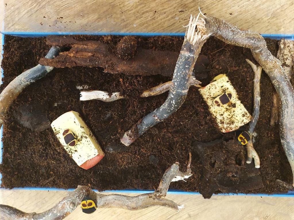 Pachnoda marginata Rozenkever, Overige soorten