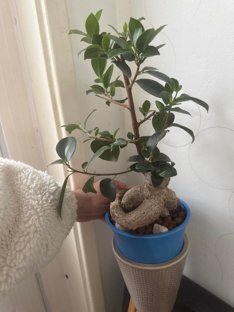 Kleine bonsai plant in blauwe pot, Ophalen, Halfschaduw, In pot, Minder dan 100 cm
