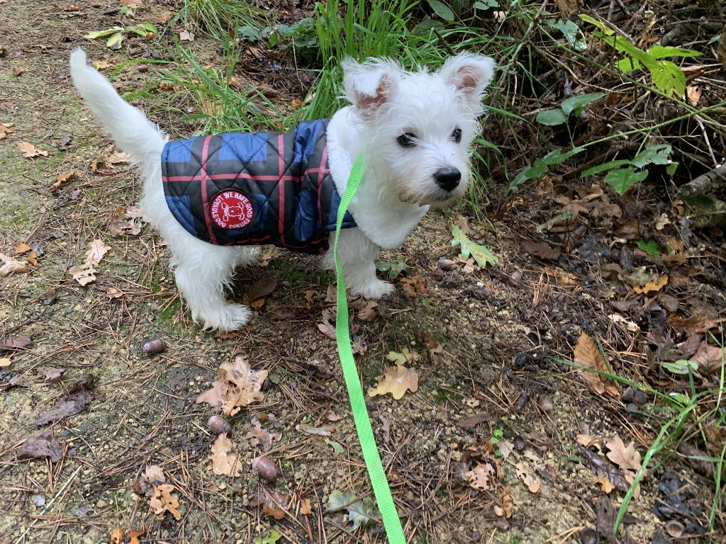 Jasje voor kleine hond / pup westie hooguit 5 keer gebruikt, Ophalen of Verzenden, Zo goed als nieuw, Hondenjas