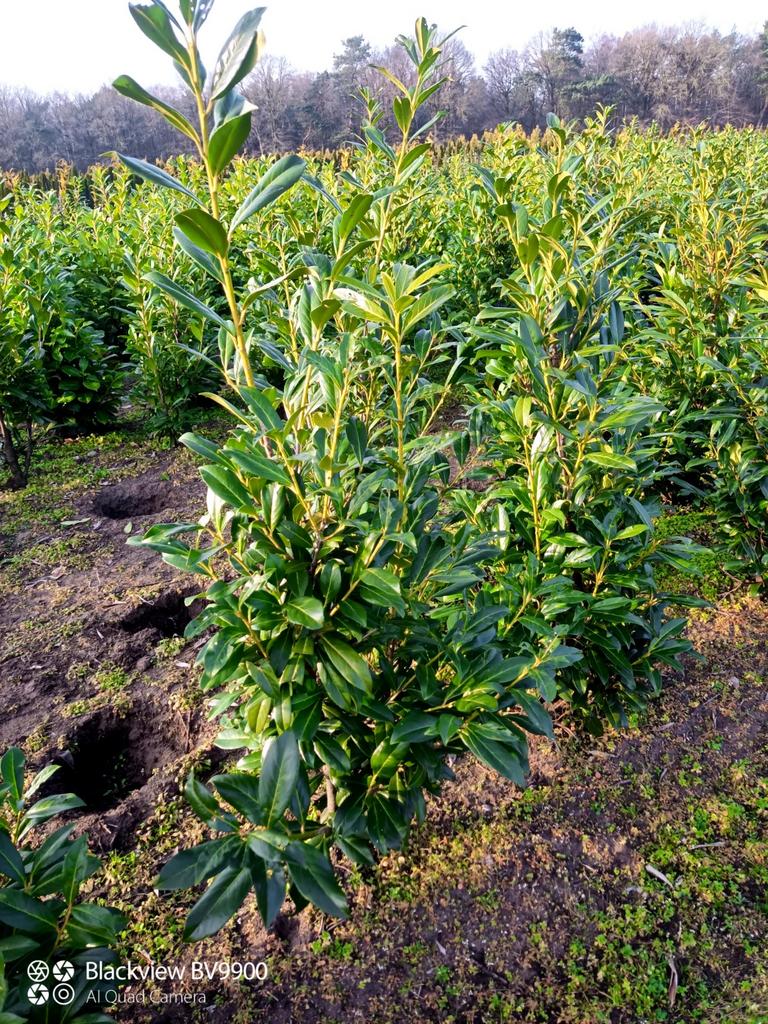Laurier Prunus caucasica struiken 100-125cm haag planten, Ophalen of Verzenden, Laurier, Struik, 100 tot 250 cm