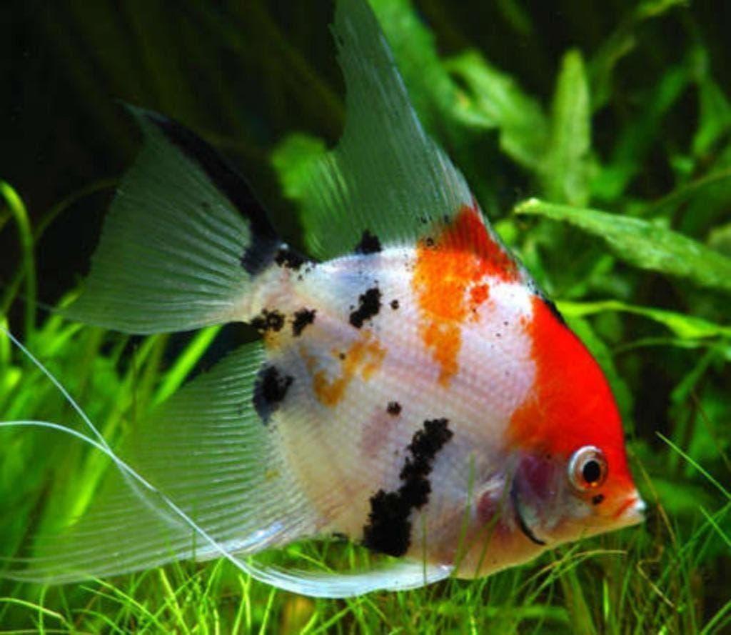 Prachtige maanvissen, 25 soorten, diverse maten, maanvis, Dieren en Toebehoren, Vis