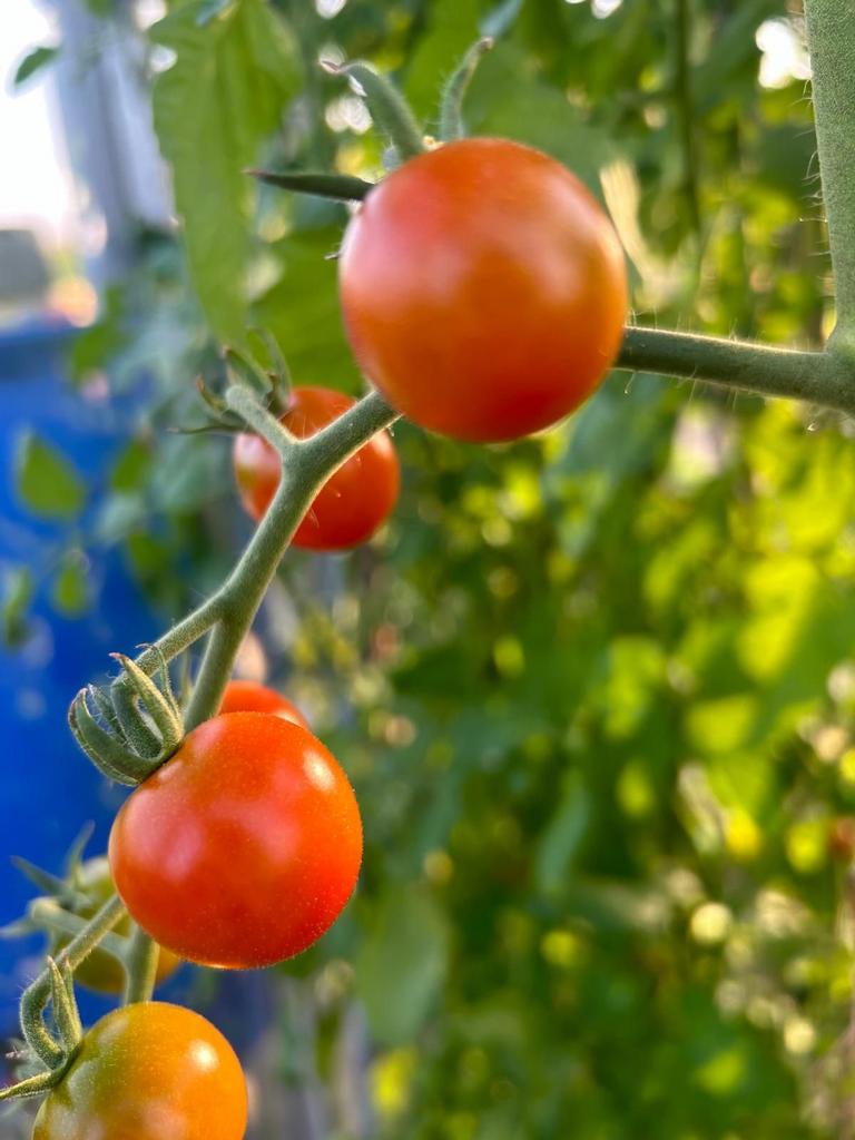 Biologische planten plantjes van cherry en snack tomaten, Tuin en Terras, Planten | Fruitbomen, Ophalen, Minder dan 100 cm, Overige soorten