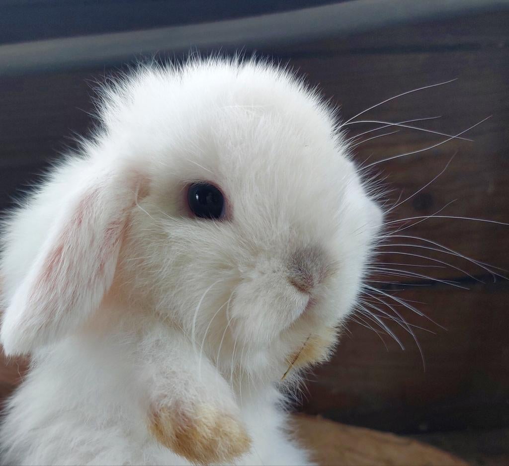 Minilop konijntje, Dieren en Toebehoren, Konijnen, Mannelijk, Klein, Hangoor, 0 tot 2 jaar