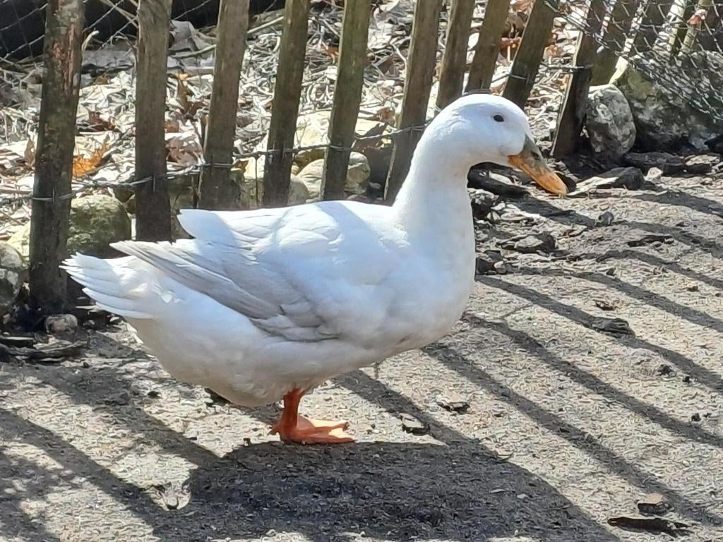 Drie mooie tamme eenden, Dieren en Toebehoren, Meerdere dieren, Eend
