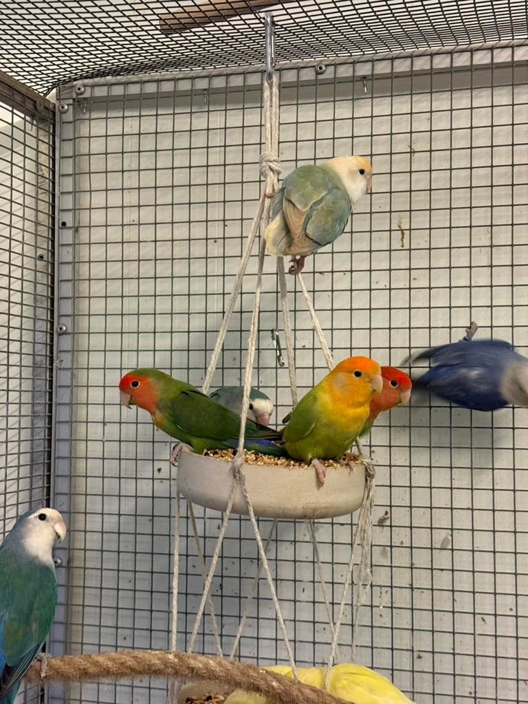 Meerdere roseicollis agapornissen te koop, Dieren en Toebehoren, Geslacht onbekend, Dwergpapegaai of Agapornis, Tam