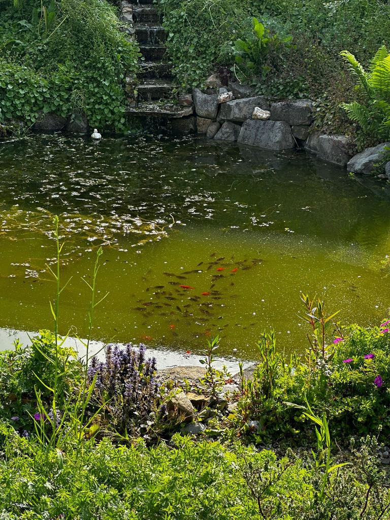 ZSM weg - Gratis Vissen - Vijverpomp - filterinstallatie, Dieren en Toebehoren, Goudvis(sen)