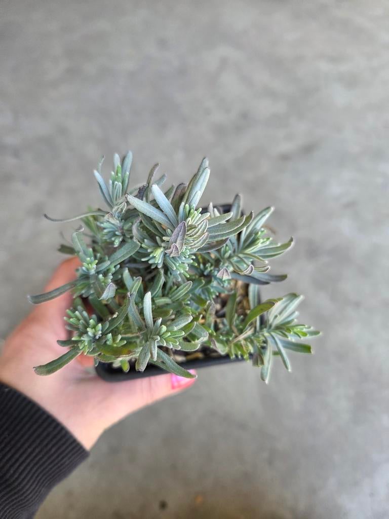 Lavendel ‘Hidcote’ P9 – Sterke, compacte lavendel, Volle zon, Vaste plant, Zomer, Ophalen