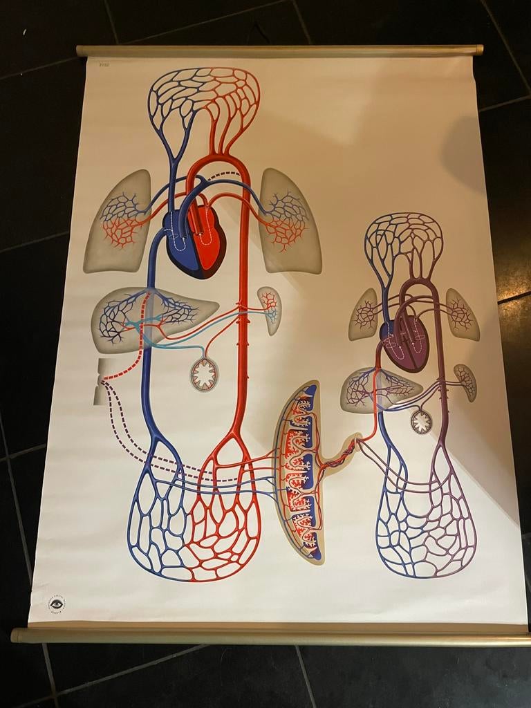 Anatomische posters menselijk lichaam, Ophalen of Verzenden, Natuur en Biologie