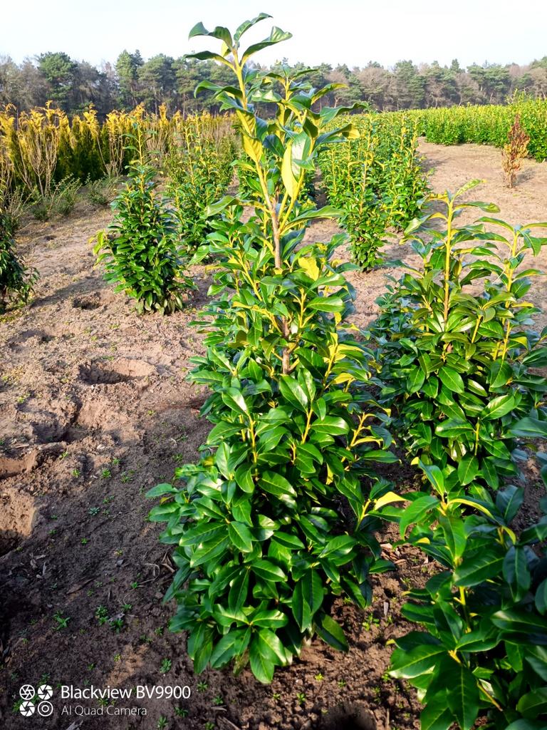 Smal blijvende laurier Prunus genolia 100-125cm struiken, Ophalen of Verzenden, Laurier, Struik, 100 tot 250 cm