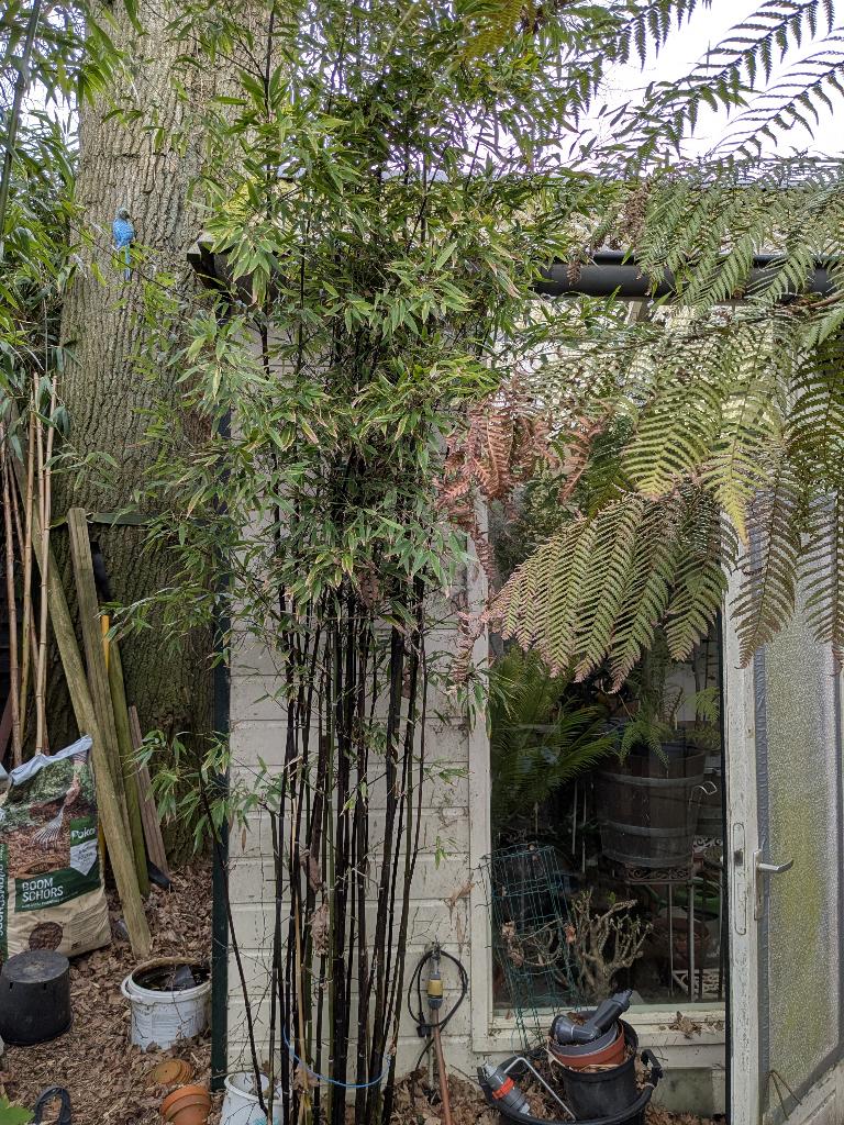 bamboe, Tuin en Terras, Planten | Tuinplanten, Vaste plant, Bloeit niet, Halfschaduw, Ophalen