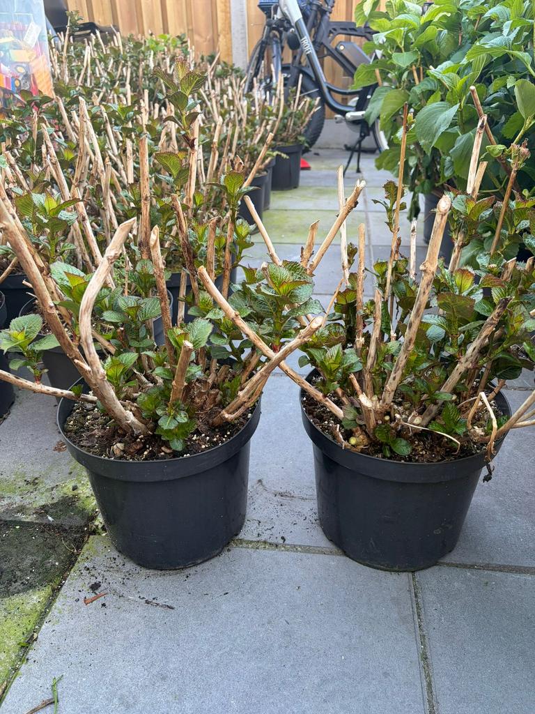 Roze hortensia's in grote 10l pot nu 15,-!! Op = op, Overige soorten, Vaste plant, Ophalen of Verzenden, Halfschaduw