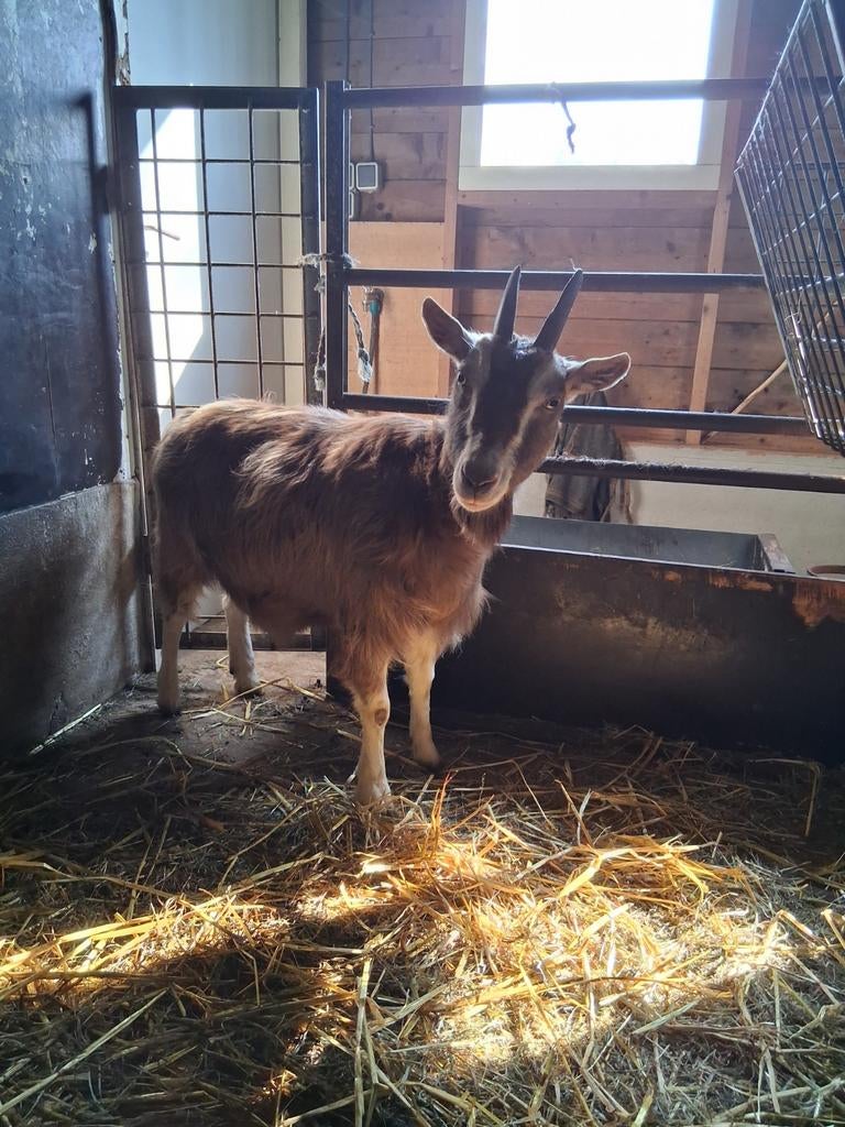 Toggenburger geit te koop, Dieren en Toebehoren, Schapen, Geiten en Varkens, Vrouwelijk, Geit