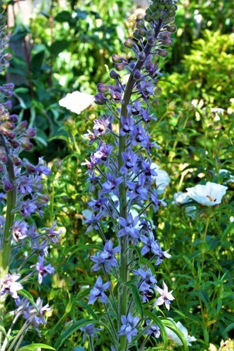 Zaden Delphinium requienii, Verzenden, Volle zon