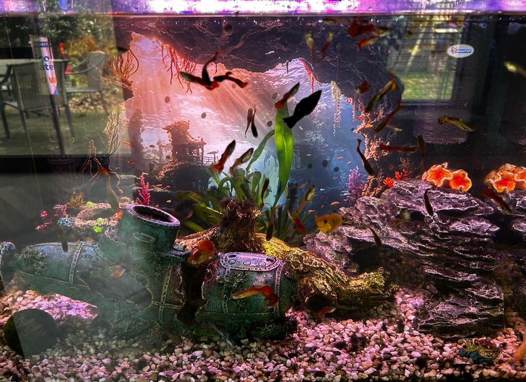 Jong volwassen mannetjesguppen (mooie felle kleuren), Dieren en Toebehoren, Vis, Zoetwatervis