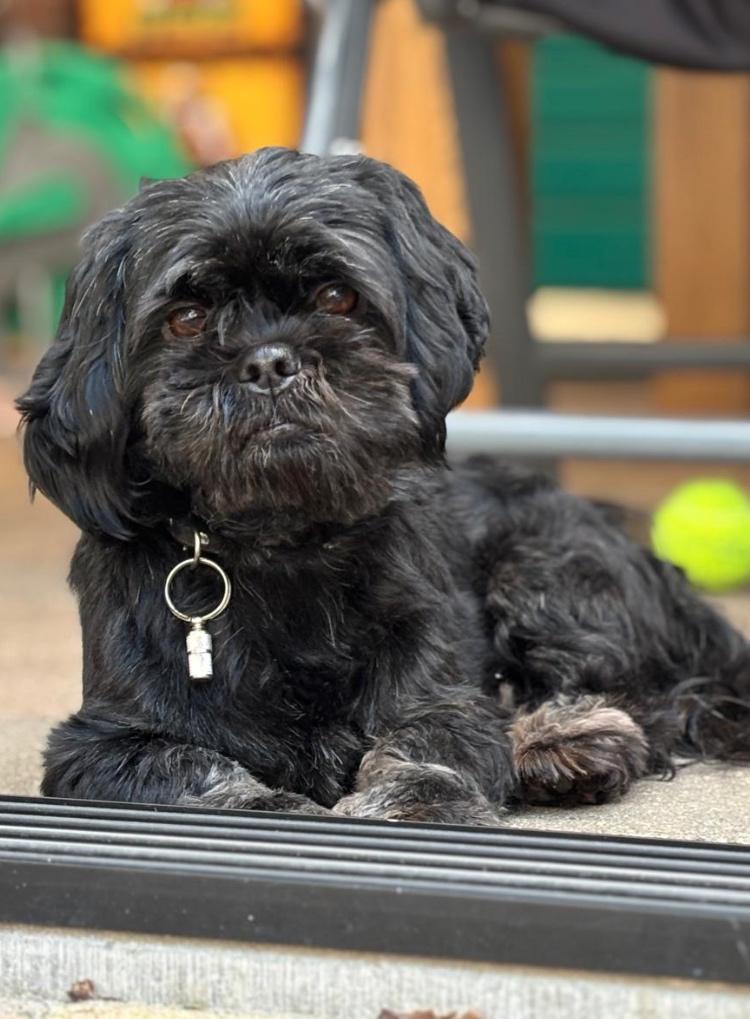 Dekreu, Reu, Parvo, Eén hond, 3 tot 5 jaar