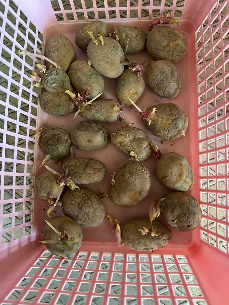 Pootaardappel Gloria - Kweek je eigen aardappelen!, Ophalen of Verzenden, Voorjaar, Volle zon, Knol