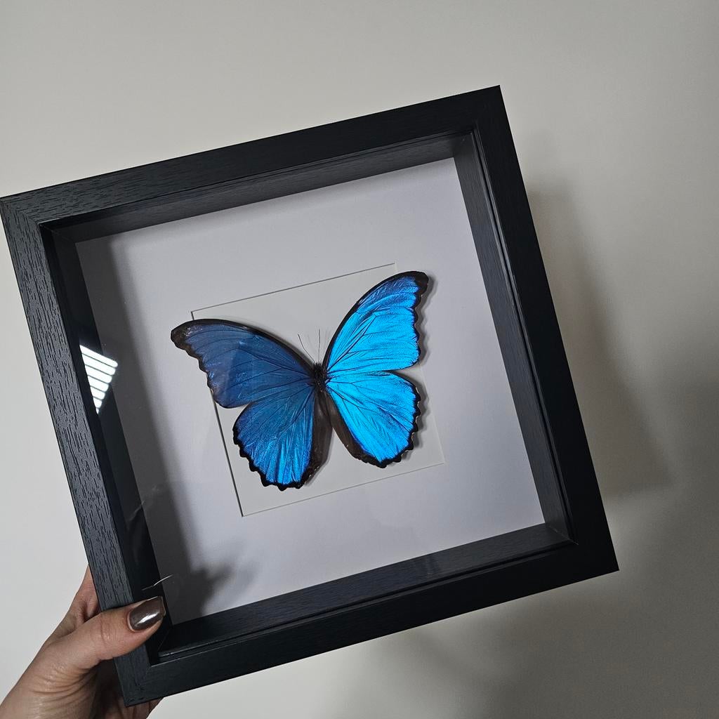 Vlinder in lijst (blauwe Morpho), Wings & Flowers, Minder dan 50 cm, Nieuw, Ophalen of Verzenden
