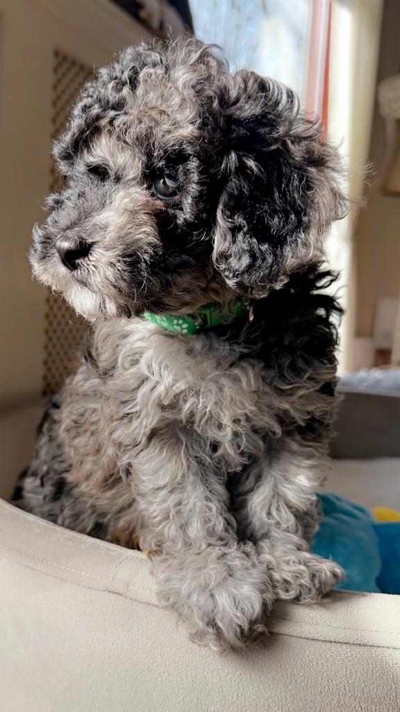 Toy poedel / Merle !! Supper knap mannetje !! Mini toy !!, Dieren en Toebehoren, Poedel, Reu, 8 tot 15 weken, Eén hond