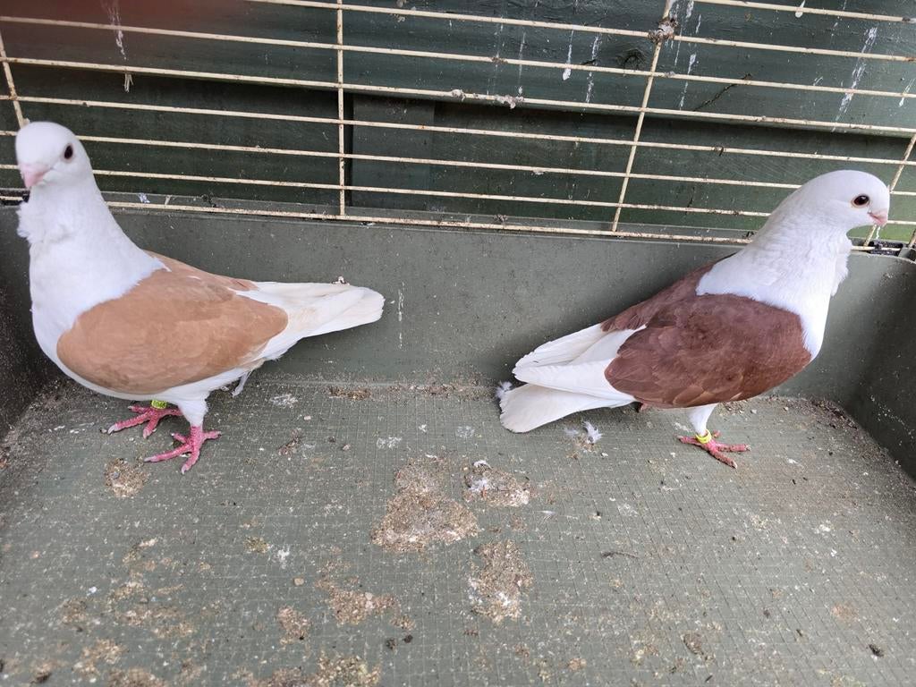 Purmerend, Dieren en Toebehoren, Ophalen of Verzenden, Vee