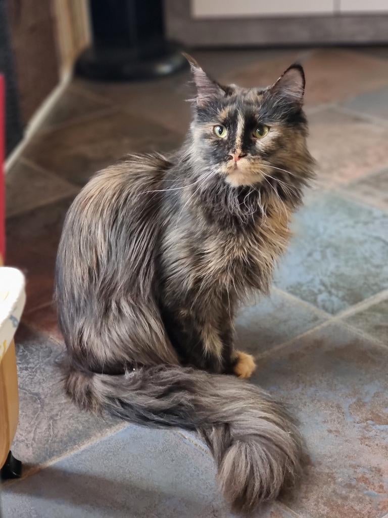 Maine Coon Poes for cattery, Poes