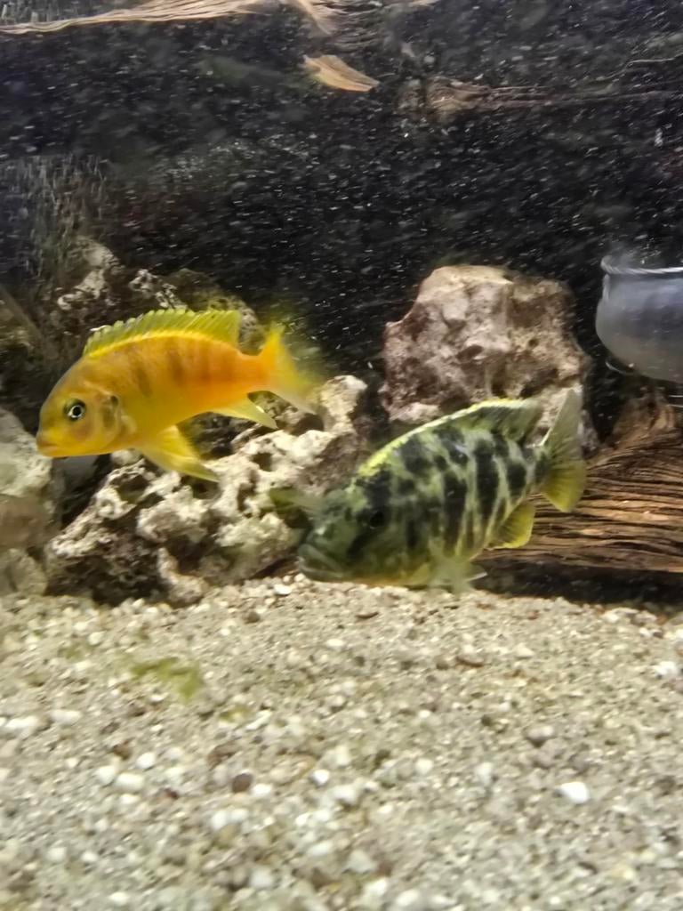 Nimbochromis venustus koppel (luipaard cichlide), Dieren en Toebehoren, Vis