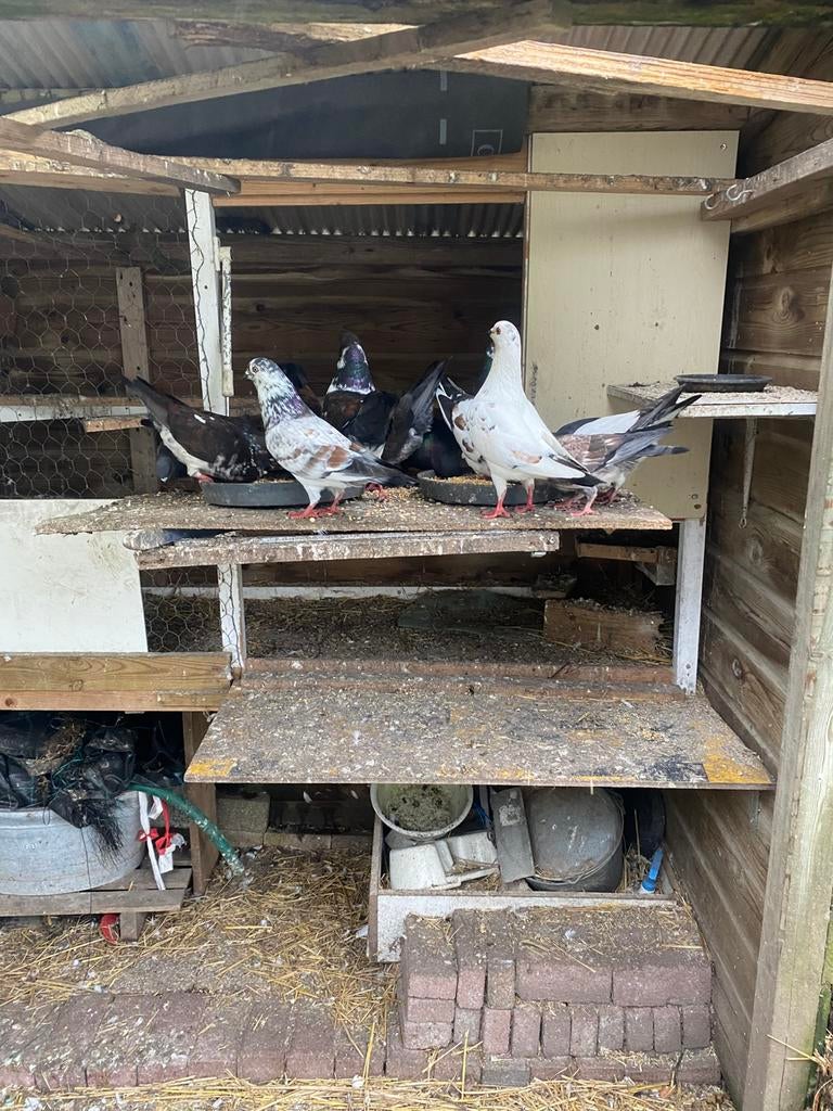 Sierduiven ., Dieren en Toebehoren, Meerdere dieren, Tuimelaar of Roller