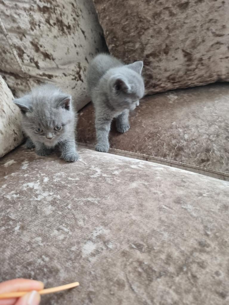 Britse korthaar kittens, Meerdere dieren, Ontwormd, 0 tot 2 jaar