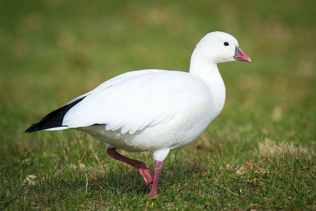 Ross gans man, Dieren en Toebehoren, Meerdere dieren, Gans of Zwaan