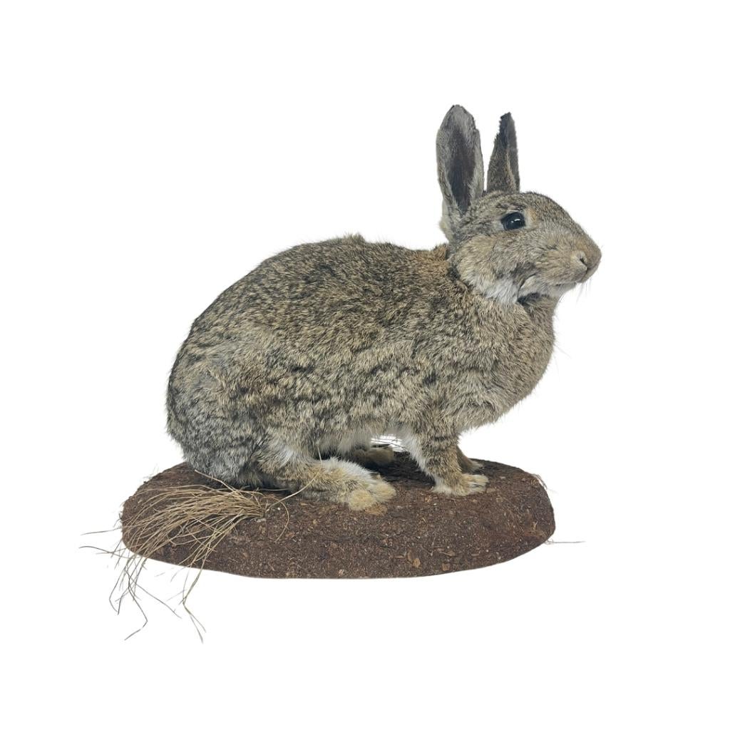 Te koop: Opgezet konijn, Ophalen of Verzenden, Nieuw, Wild dier, Opgezet dier