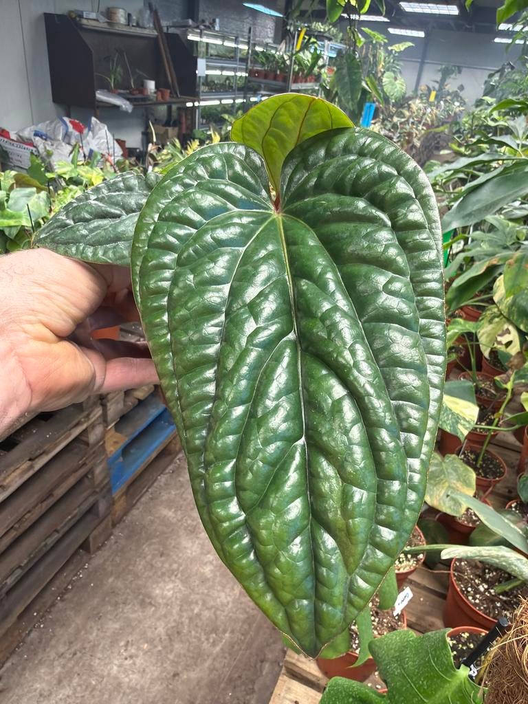 Anthurium luxurians x radicans - Pot 14 cm, Huis en Inrichting, Kamerplanten, Ophalen of Verzenden