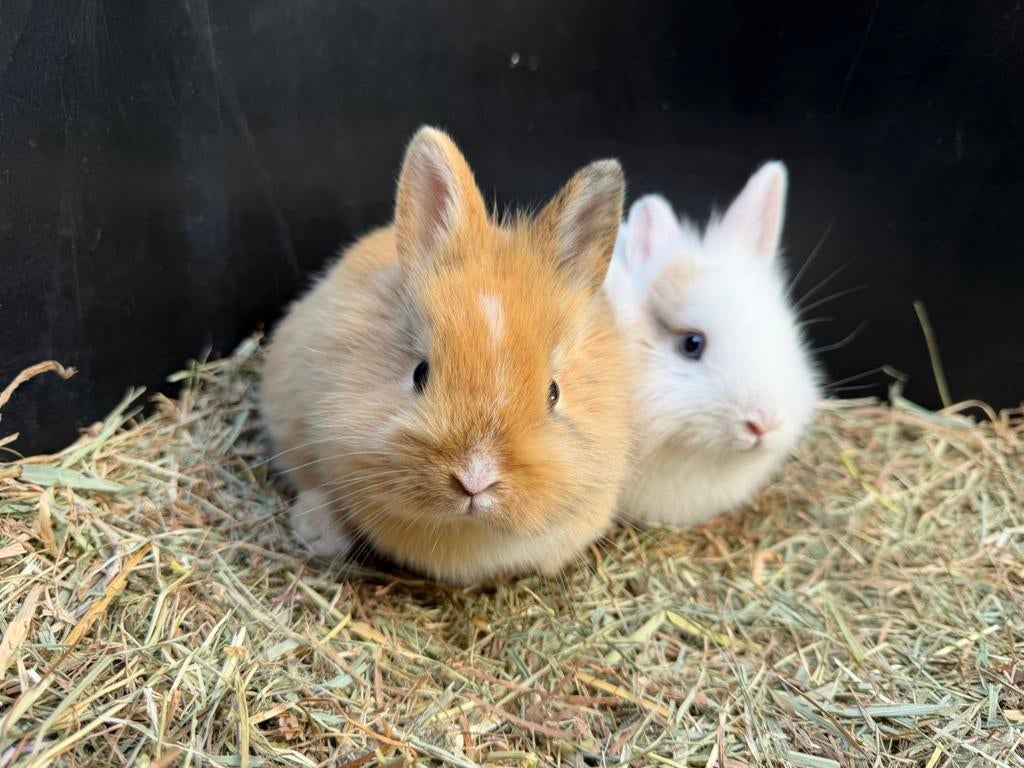 Minilops leeuwenkop konijntjes, Dieren en Toebehoren, Konijnen, Meerdere dieren, Dwerg