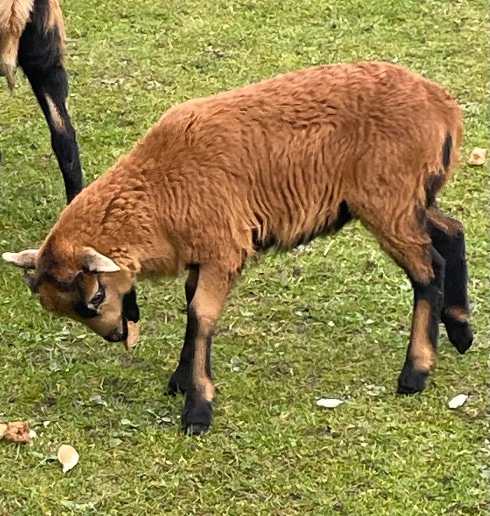 Kamaroen schaap, Mannelijk, Schaap