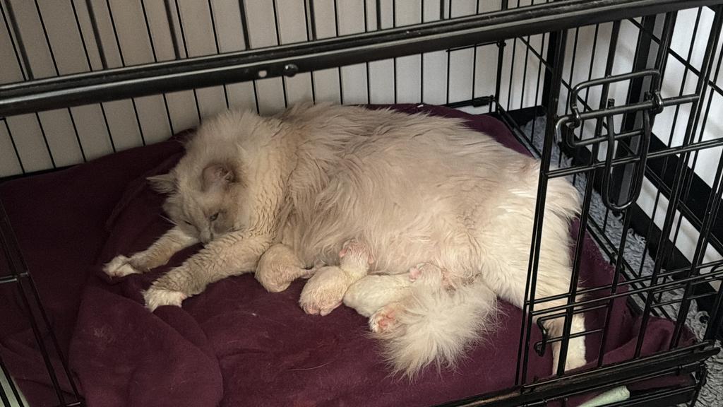 Prachtige ragdoll kittens met stamboom te koop!, Meerdere dieren, Met stamboom, 0 tot 2 jaar