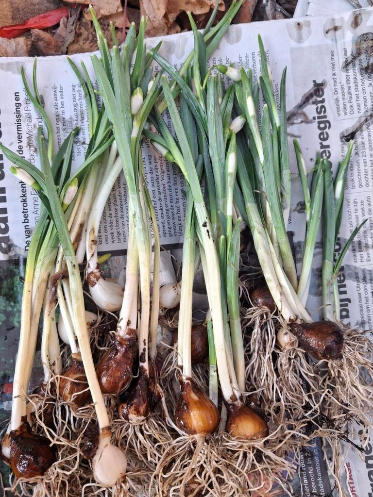 Groenpunt sneeuwklokje, Ophalen of Verzenden, Voorjaar, Volle zon, Bloembol