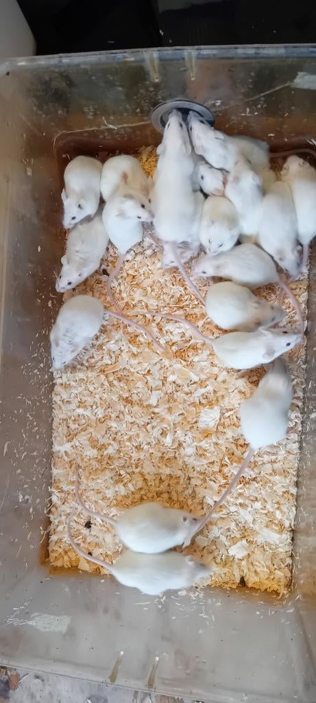 Voedermuizen en ratten, Januari, Meerdere dieren, Rat