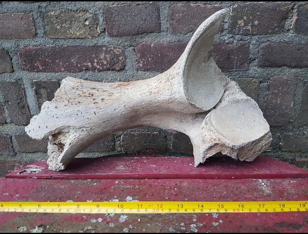 Mammoet bot / botten groot mammuthus Pleistoceen wolharig, Verzamelen, Mineralen en Fossielen, Fossiel, Ophalen of Verzenden