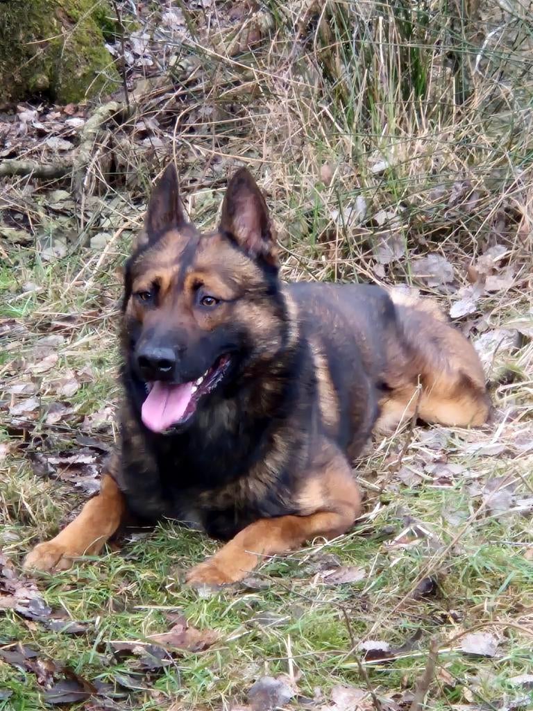 XMH 5 jaar, Reu, Parvo, Eén hond, 3 tot 5 jaar